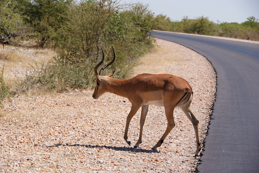 02 gazelle.jpg